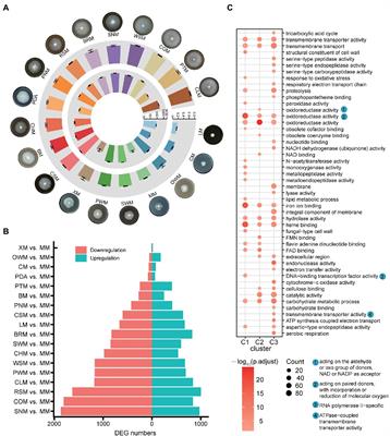 Gllac7 Is Induced by Agricultural and Forestry Residues and Exhibits Allelic Expression Bias in Ganoderma lucidum